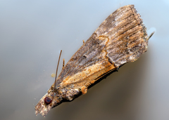 Hypena scabra