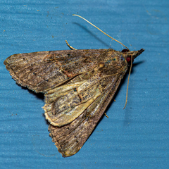 Hypena scabra