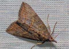Hypena scabra