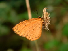 Pentila tropicalis