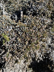 Ephedra frustillata