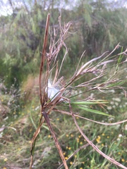 Pisaurina mira