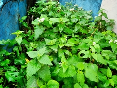 Lamium album