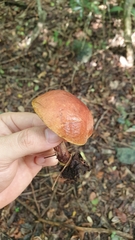 Boletus ruborculus