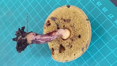 Boletus ruborculus
