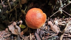 Boletus ruborculus