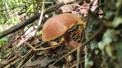Boletus ruborculus