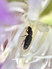 Carpophilus brachypterus