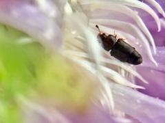 Carpophilus brachypterus