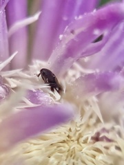 Carpophilus brachypterus