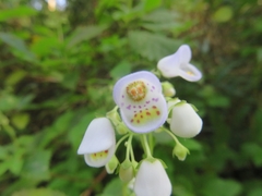 Jovellana punctata