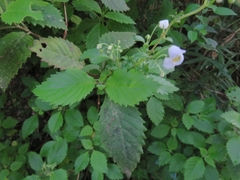 Jovellana punctata