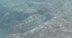 Thalassoma