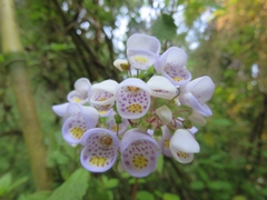 Jovellana punctata