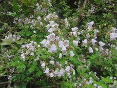 Jovellana punctata