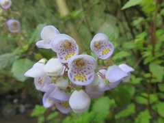 Jovellana punctata