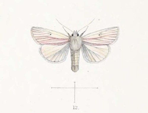 Timora bimaculata · iNaturalist