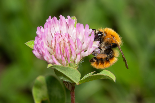 Common Carder Bumble Bee, photo 4 of 9