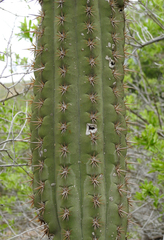 Trichocereus chiloensis chiloensis