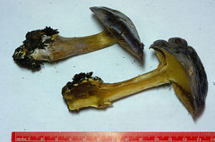 Glaucopodes