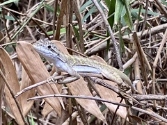 Leiosauridae