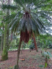 Arecaceae