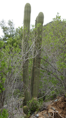 Trichocereus chiloensis chiloensis