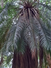 Arecaceae