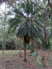 Arecaceae