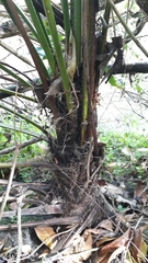 Trachycarpus fortunei