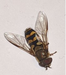 Syrphus vitripennis