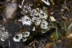Solorina saccata