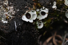 Solorina saccata