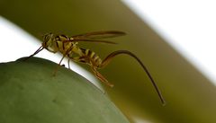 Toxotrypana curvicauda