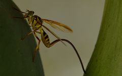 Toxotrypana curvicauda