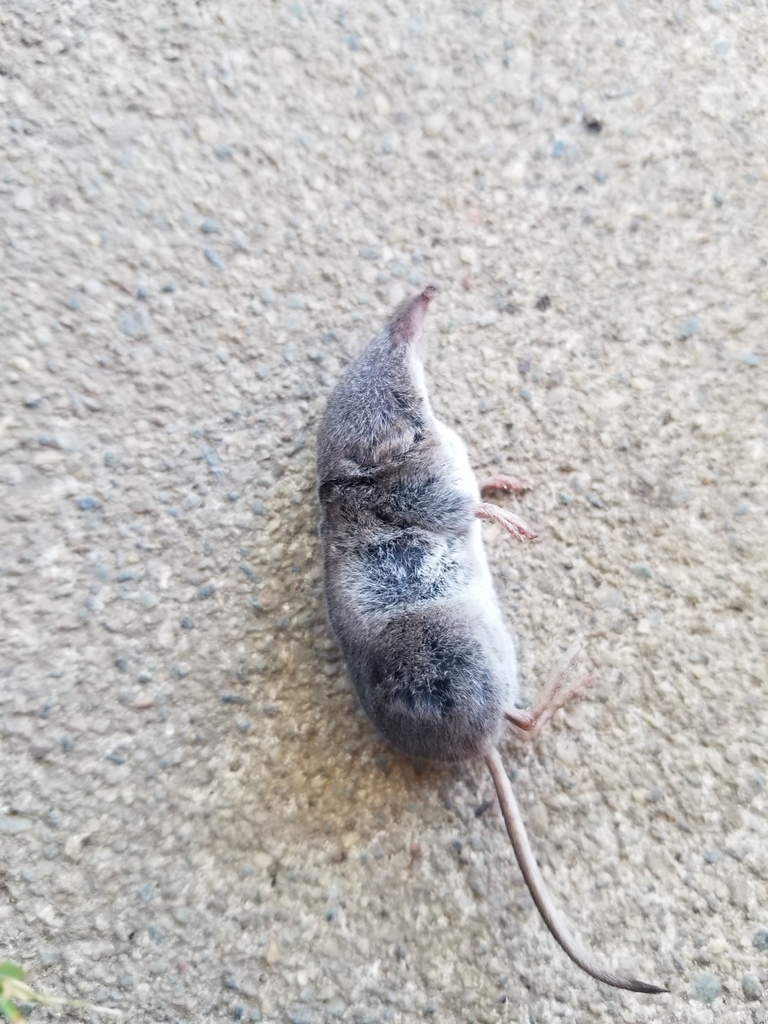 Vagrant Shrew