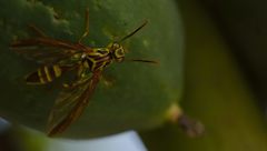 Toxotrypana curvicauda