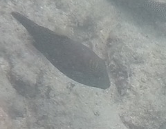Canthigaster amboinensis