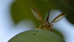 Toxotrypana curvicauda