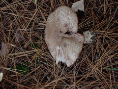 Agaricus benesii