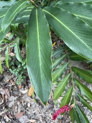 Alpinia purpurata