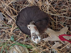 Agaricus benesii