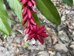 Alpinia purpurata