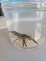 Procambarus simulans