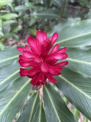 Alpinia purpurata