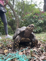 Chelonoidis carbonarius