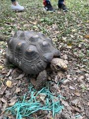 Chelonoidis carbonarius