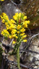 Erica parilis