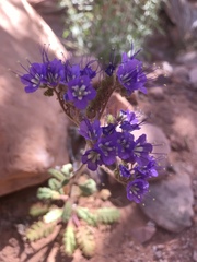 Phacelia howelliana