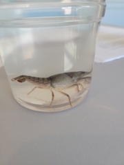 Procambarus simulans